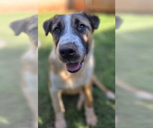 Australian Shepherd-Unknown Mix Dogs for adoption in Oklahoma City, OK, USA