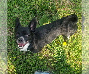 Medium Photo #3 Chihuahua Puppy For Sale in Richmond, IN, USA