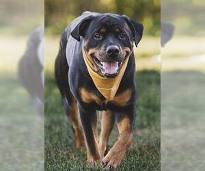 Rottweiler Dogs for adoption in Ogden, UT, USA