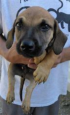 Dachshund Dogs for adoption in Fort Worth, TX, USA