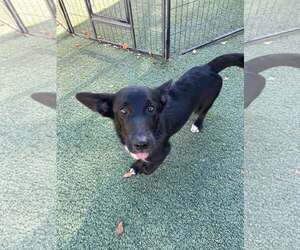 Pembroke Welsh Corgi-Unknown Mix Dogs for adoption in Tempe , AZ, USA