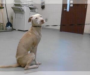 American Pit Bull Terrier-Labrador Retriever Mix Dogs for adoption in Fayetteville, NC, USA