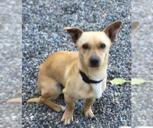 Chiweenie Dogs for adoption in Seattle, WA, USA