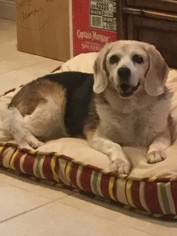Beagle Dogs for adoption in West Palm Beach, FL, USA