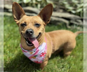 Chihuahua-Unknown Mix Dogs for adoption in Arlington, VA, USA