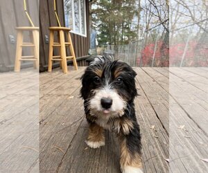 Miniature Bernedoodle Dogs for adoption in Stroudsburg, PA, USA