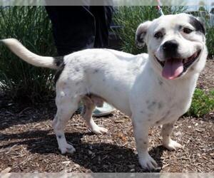 Jack Russell Terrier-Unknown Mix Dogs for adoption in White Bluff, TN, USA