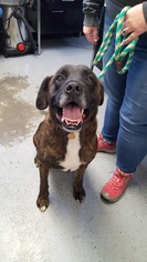 Mastador Dogs for adoption in Greenfield, MA, USA