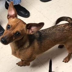 Dachshund Dogs for adoption in Pendleton, NY, USA