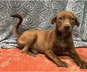 Labrador Retriever-Unknown Mix Dogs for adoption in Wetumpka, AL, USA