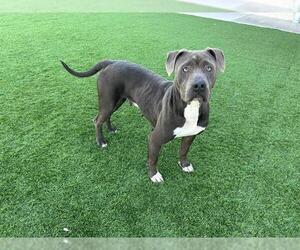 American Staffordshire Terrier-Unknown Mix Dogs for adoption in Grand Prairie, TX, USA