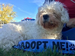 Cavachon Dogs for adoption in Fargo, ND, USA