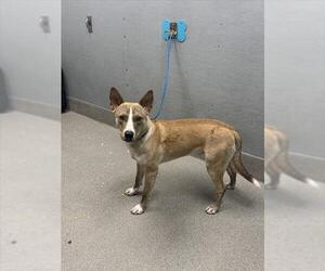 American Pit Bull Terrier-Unknown Mix Dogs for adoption in Las Vegas, NV, USA