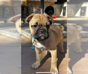 Miniature Bulldog Dogs for adoption in San Diego, CA, USA