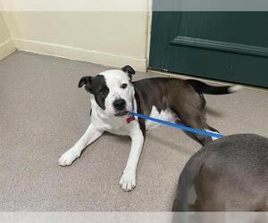 American Pit Bull Terrier Dogs for adoption in Pasadena, CA, USA