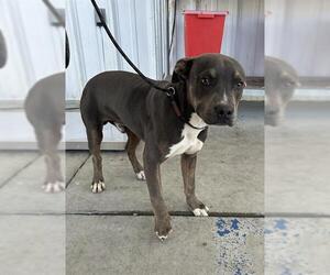 American Pit Bull Terrier Dogs for adoption in Bakersfield, CA, USA