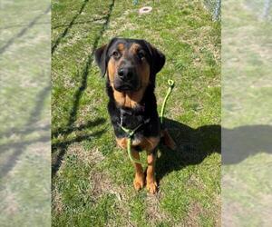 Shepweiller Dogs for adoption in Forestville, MD, USA
