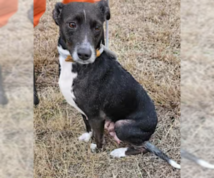 Mutt Dogs for adoption in Cranston, RI, USA