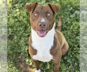 American Pit Bull Terrier-Border Collie Mix Dogs for adoption in Modesto, CA, USA