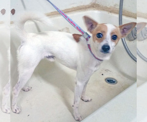 Jack Russell Terrier Dogs for adoption in Griffin, GA, USA