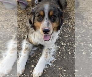 Australian Shepherd Dogs for adoption in Chama, NM, USA