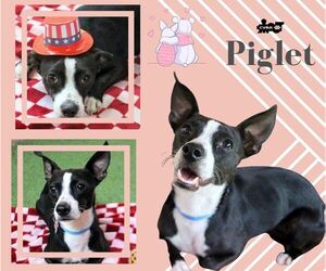Basenji Dogs for adoption in Lindsay, CA, USA