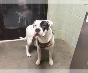 Mutt Dogs for adoption in Tulsa, OK, USA