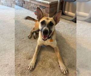 German Shepherd Dog-Unknown Mix Dogs for adoption in Foristell, MO, USA