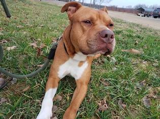 Bulloxer Dogs for adoption in Columbia, MD, USA