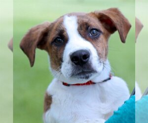 Boxador Dogs for adoption in Raytown, MO, USA