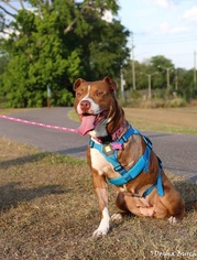 Bullypit Dogs for adoption in  Gainesville, FL, USA