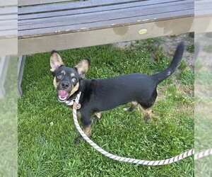 Chihuahua Dogs for adoption in Long Beach, CA, USA