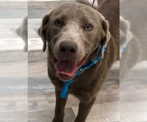 Blue Lacy Dogs for adoption in Lufkin, TX, USA