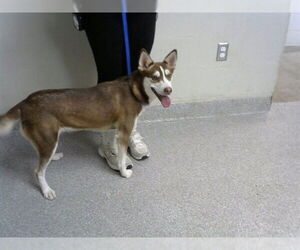 Siberian Husky-Unknown Mix Dogs for adoption in Pasadena, TX, USA