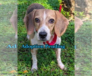 Beagle Dogs for adoption in Dunnellon, FL, USA
