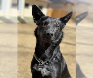 Australian Kelpie-Unknown Mix Dogs for adoption in Laramie, WY, USA