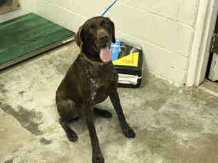 German Shorthaired Pointer Dogs for adoption in San Andreas, CA, USA