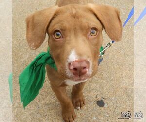 Labrador Retriever-Unknown Mix Dogs for adoption in Washington, DC, USA
