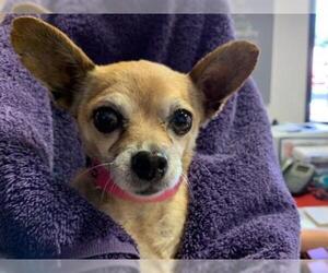 Chihuahua Dogs for adoption in pomona, CA, USA
