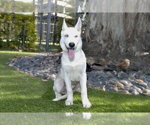 Siberian Husky Dogs for adoption in Pasadena, CA, USA