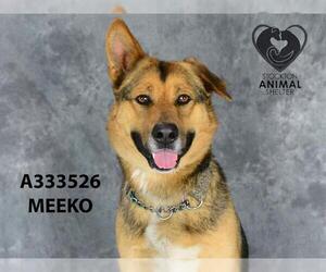 German Shepherd Dog Dogs for adoption in Stockton, CA, USA