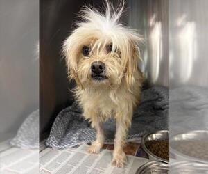 Mutt Dogs for adoption in Downey, CA, USA