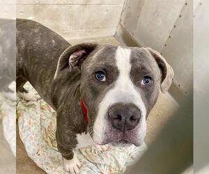 American Pit Bull Terrier Dogs for adoption in San Bernardino, CA, USA