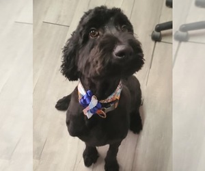 Labradoodle Dogs for adoption in Minneapolis, MN, USA
