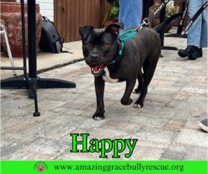 American Pit Bull Terrier-Unknown Mix Dogs for adoption in Pensacola, FL, USA