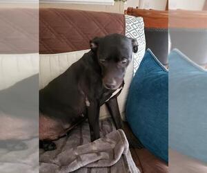American Staffordshire Terrier Dogs for adoption in San Antonio, TX, USA