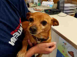 Dachshund Dogs for adoption in Lodi, CA, USA