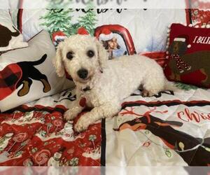 Bichon Frise Dogs for adoption in Sioux Falls, SD, USA