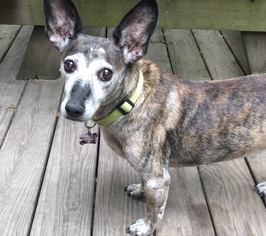 Pembroke Welsh Corgi-Unknown Mix Dogs for adoption in Cool Ridge, WV, USA