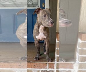 Staffordshire Bull Terrier-Unknown Mix Dogs for adoption in Spring, TX, USA